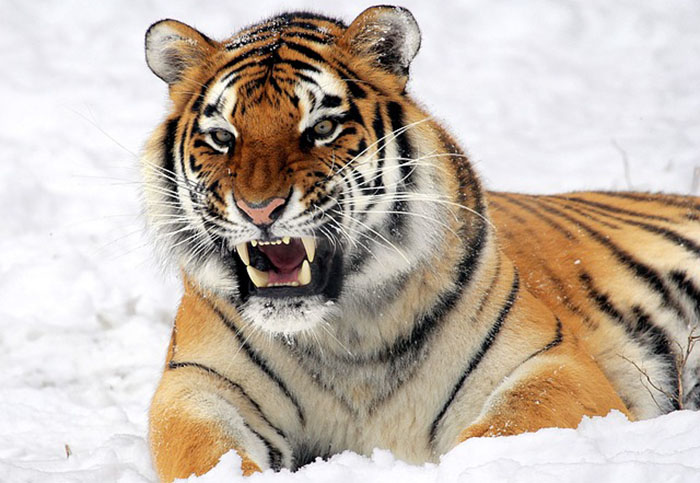 El tigre es un felino majestuoso