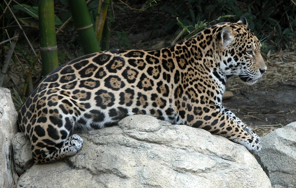 El felino símbolo de Amñerica... el jaguar