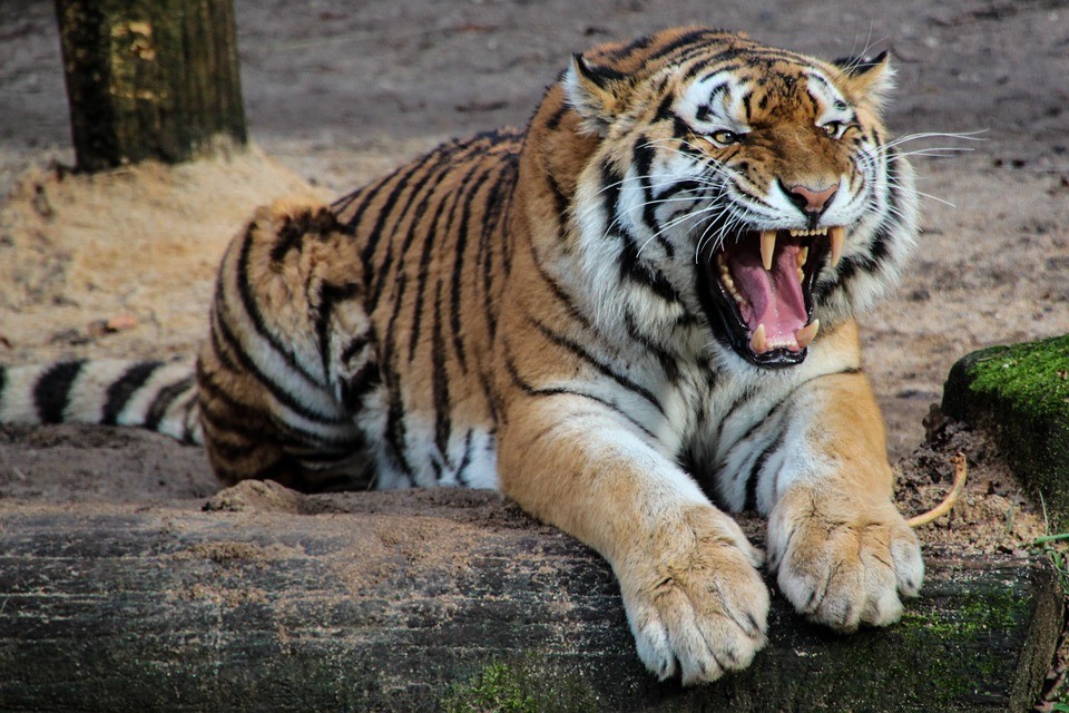 Un gran felino... el tigre