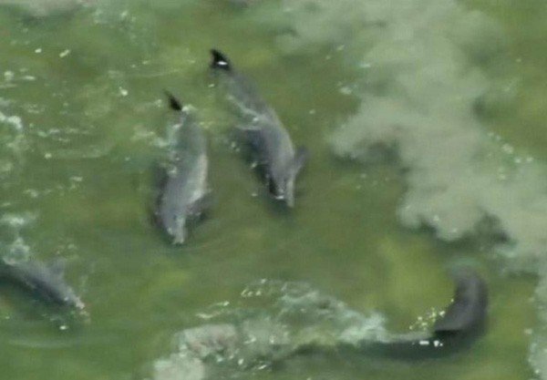 Los delfines realizan un círculo de arna para atrapar peces