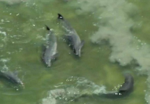 Los delfines realizan un círculo de arna para atrapar peces