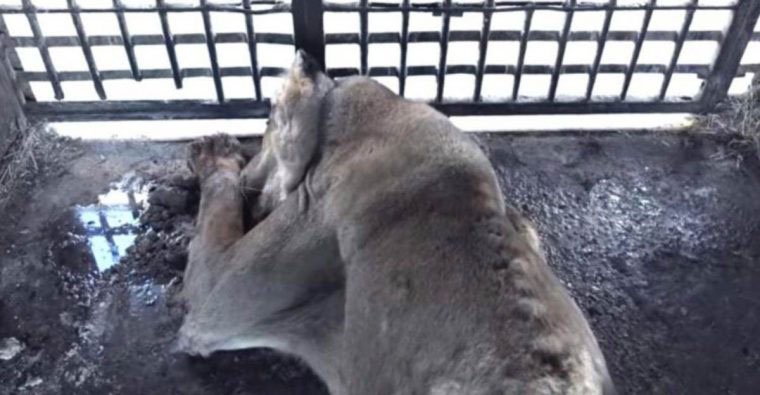 Los animales maltratados en un circo de Murcia