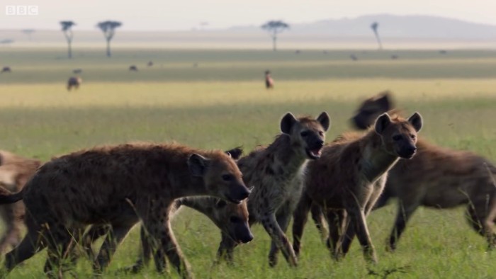 Las hienas atrapan a un leÃ³n