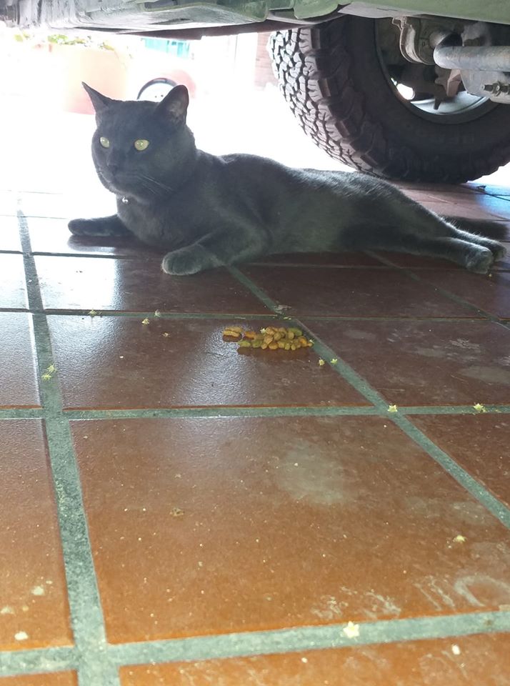 Un gato tenía dos casos y ninguna de las dos familias lo sabía.