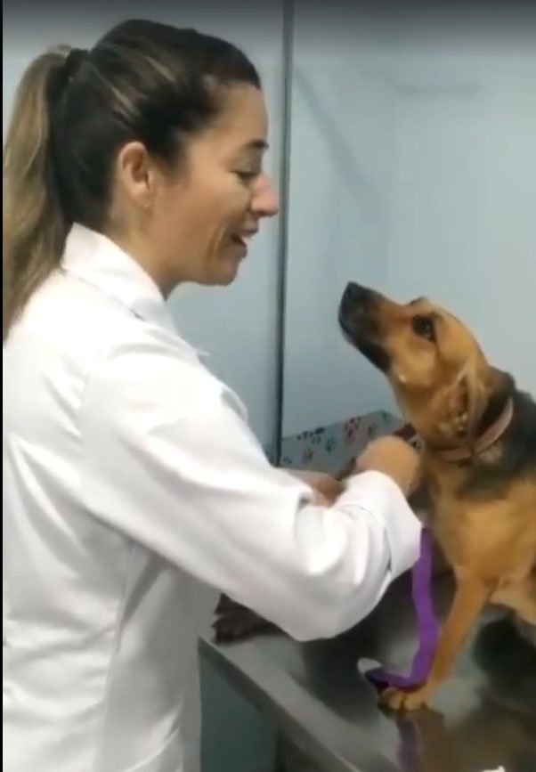 Un perrito observa a su veterinaria tiernamente como si estuviera hipnotizado.