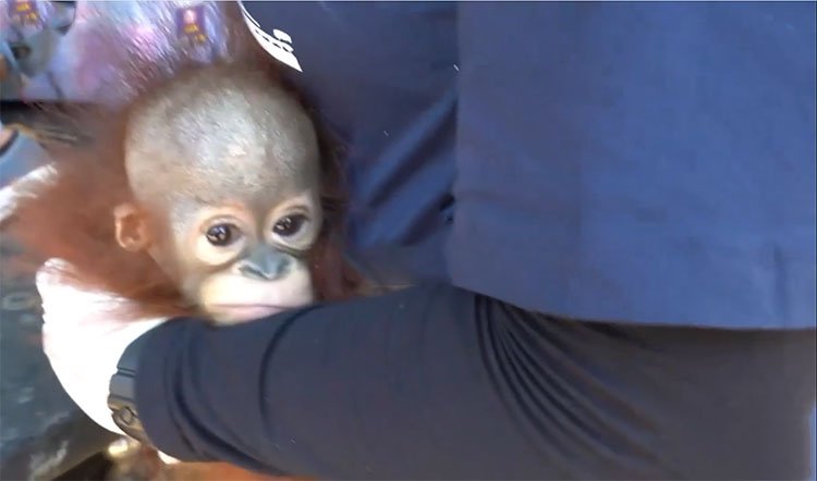 El llanto de un pequeño orangután al momento de ser rescatado.
