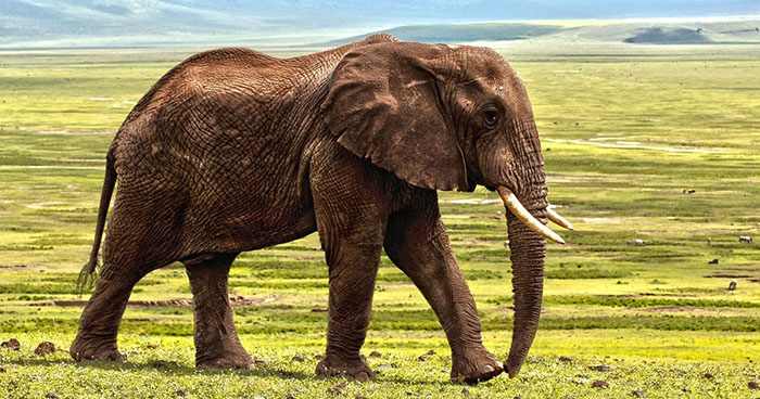 Los elefantes en riesgo a causa de las acciones del hombre
