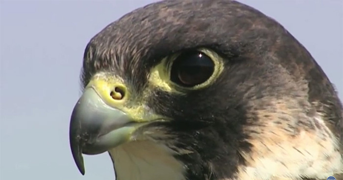 El halcón peregrino. El ave más rápida del mundo