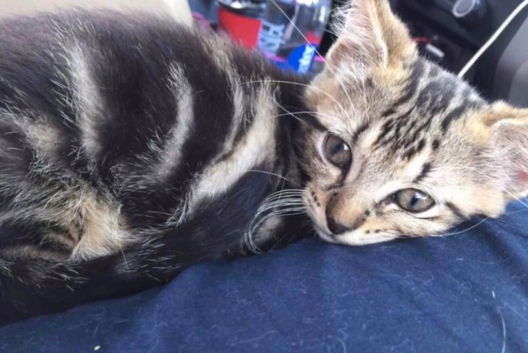 El gatito fue rescatado por una pareja y hoy son inseparables