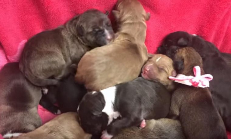 Doce cachorros son adoptados y luego de 10 meses se rencuentran con su madre