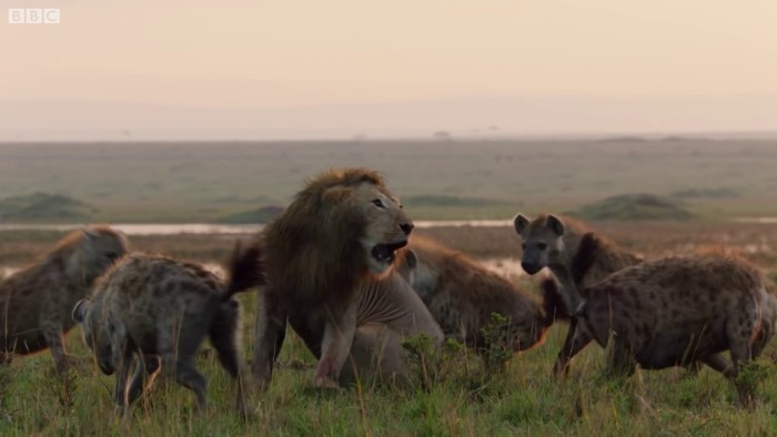 Un leÃ³n intenta sobrevivr al ataque de 20 hienas