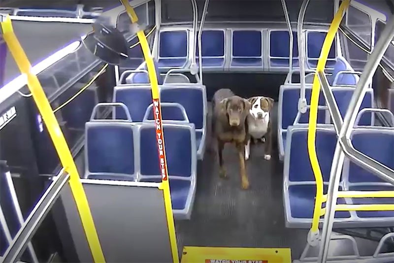 Una conductora de autobús rescató a dos perros perdidos.