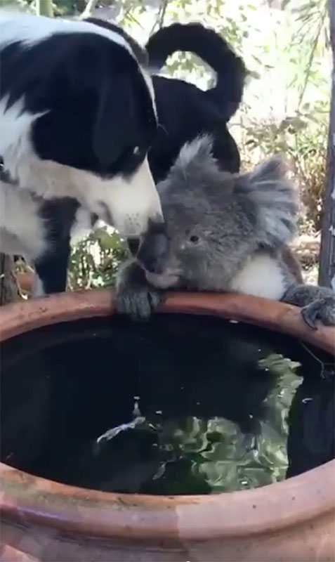 Un perro y un koala beben agua juntos en Australia. Este hecho se produce en medio de los incendios forestales que afectan a ese país.