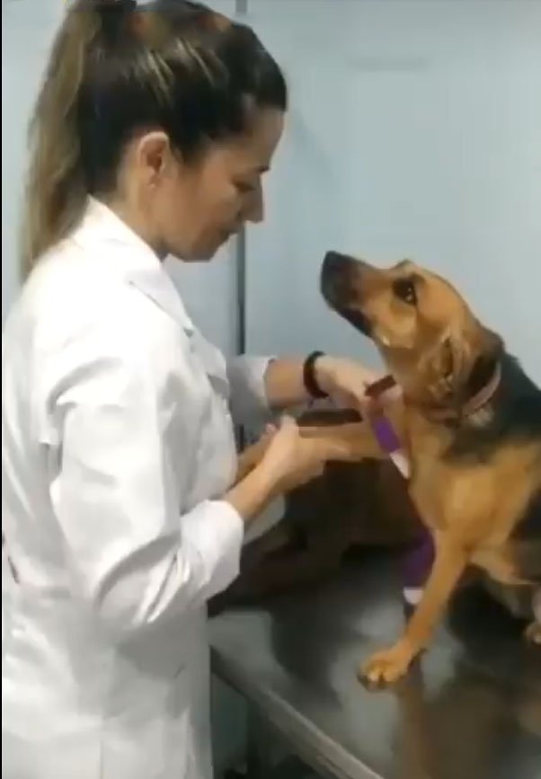 Un perro observa hipnotizado a su veterinaria. Su reacción se volvió viral en las redes sociales. 